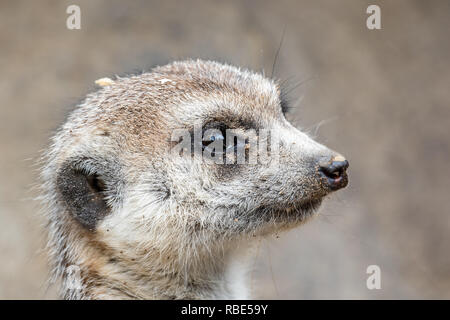 Erdmännchen Suricata suricatta - Captive Muster gefangen Stockfoto