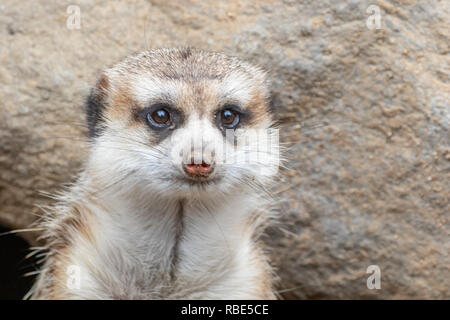 Erdmännchen Suricata suricatta - Captive Muster gefangen Stockfoto