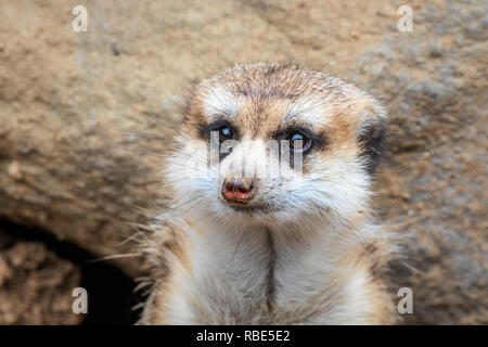 Erdmännchen Suricata suricatta - Captive Muster gefangen Stockfoto