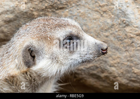 Erdmännchen Suricata suricatta - Captive Muster gefangen Stockfoto