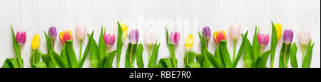 Schöne Tulpen auf einem weißen Hintergrund. Feder Konzept. Lange Format Stockfoto