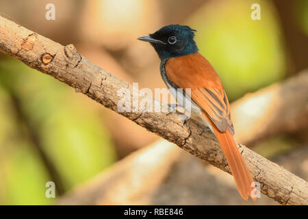 Afrikanische Paradise-Flycatcher/Terpsiphone viridis Stockfoto