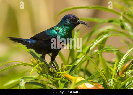 Ein schöner bunter Vogel auf einem grünen Hintergrund. Shining Sunbird/Cinnyris habessinicus Stockfoto