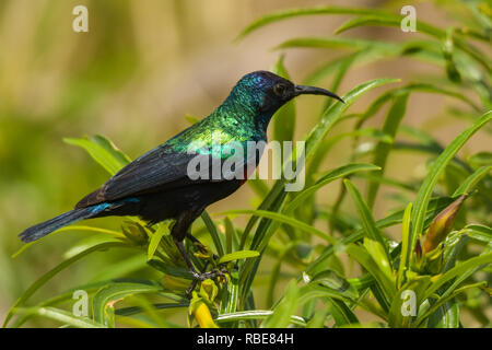 Ein schöner bunter Vogel auf einem grünen Hintergrund. Shining Sunbird/Cinnyris habessinicus Stockfoto