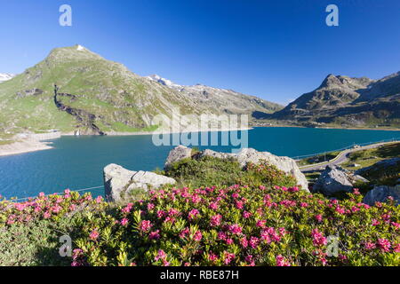 Rhododendren Frame das blaue Wasser des Sees Montespluga Chiavenna Tals in der Provinz Sondrio Veltlin Lombardei Italien Europa Stockfoto