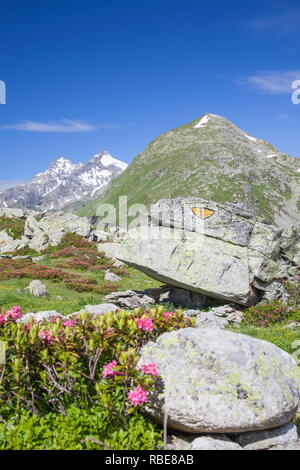 Rhododendron in voller Blüte in den alpinen Wiesen Montespluga Chiavenna Tals in der Provinz Sondrio Veltlin Lombardei Italien Europa Stockfoto