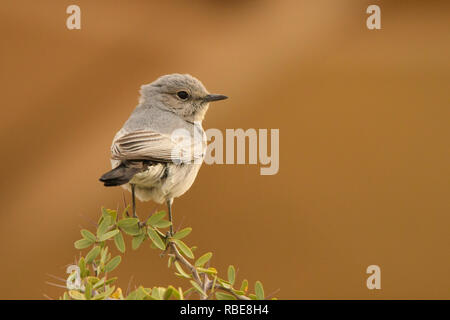 Blackstart/Oenanthe melanura Stockfoto