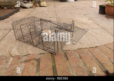 Kabel humane kleines Säugetier trap öffnen und mit Brot und Erdnussbutter für Rattus norvegicus oder grauen grauen Eichhörnchen verlockte, Sciurus carolinensis Stockfoto