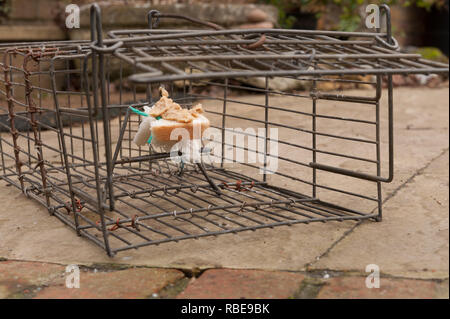 Kabel humane kleines Säugetier trap öffnen und mit Brot und Erdnussbutter für Rattus norvegicus oder grauen grauen Eichhörnchen verlockte, Sciurus carolinensis Stockfoto