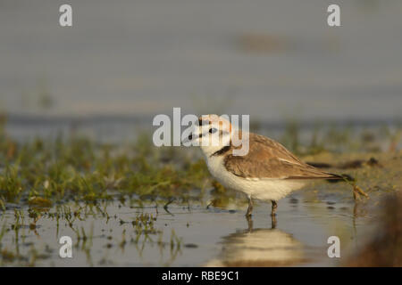 Seeregenpfeifer/Charadrius alexandrinus Stockfoto