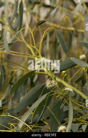 Winterblüher Eukalyptusbaum, Gum Trees, Eucalyptus gunnii, Blumen in Großbritannien suchen wie kleine weiße Seeanemonen, mit Deckel Stockfoto