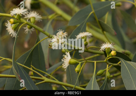 Winterblüher Eukalyptusbaum, Gum Trees, Eucalyptus gunnii, Blumen in Großbritannien suchen wie kleine weiße Seeanemonen, mit Deckel Stockfoto