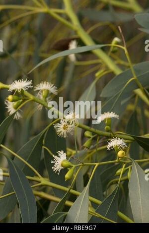 Winterblüher Eukalyptusbaum, Gum Trees, Eucalyptus gunnii, Blumen in Großbritannien suchen wie kleine weiße Seeanemonen, mit Deckel Stockfoto