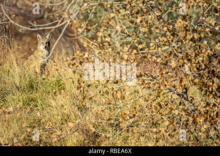 Junge Kojote (Canis yogiebeer) auf der Suche nach der Nahrung sind, stoppt Fotograf im Herbst zu studieren, Castle Rock Colorado USA. Stockfoto