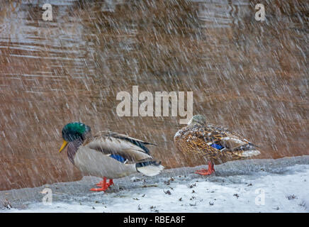 Männliche und weibliche Stockenten am Ufer des East Plum Creek bei leichtem Schneefall, Castle Rock Colorado USA. Stockfoto