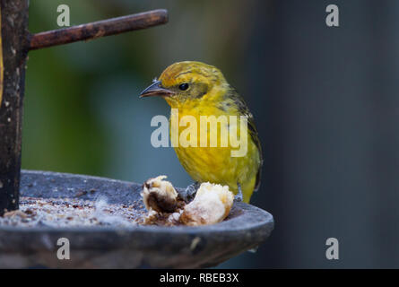 Flamme - farbige Tanager (Piranga bidentata) Stockfoto