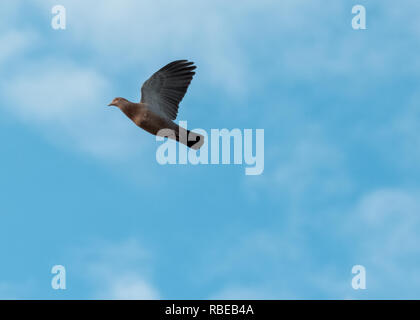 Eine Taube fliegen in den blauen Himmel Stockfoto