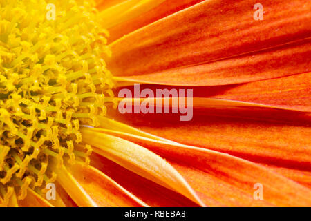 Orange chrysantheme Blütenblätter Makro auf weißem Hintergrund Stockfoto