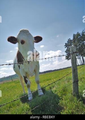 Mit Blick auf eine gefleckte Kuh in der Lozère Stockfoto