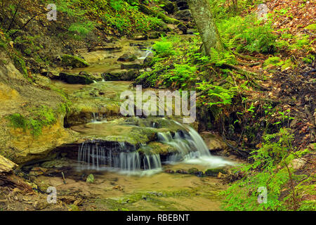 Ein Nebenfluss in den Wäldern in der Nähe von Wagner fällt Stockfoto