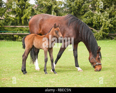 Portrait von einen Tag alten Fohlen und Stute auf der Weide Stockfoto