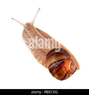 Schnecke isoliert auf weißem Hintergrund. Blick von oben. Stockfoto