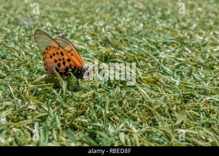 Nahaufnahme von einem Garten Acraea Schmetterling, Acraea Horta, Nymphalidae auf dem Boden im Gras. Cape Peninsula, Südafrika Stockfoto