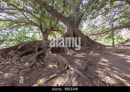 Ombu tree in Buenos Aires downtown Park Stockfoto