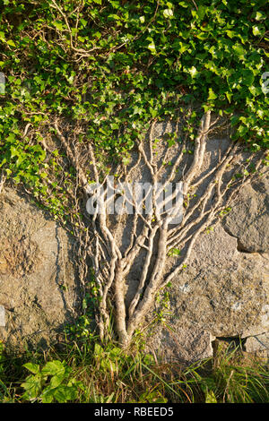 Efeu (Hedera helix) Festhalten an der Wand eines verlassenen Gebäude Stockfoto