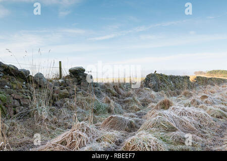 Ein starker Frost ist sichtbar auf einer Fläche von Gras Neben einer Trockenmauer in ländlichen Aberdeenshire Stockfoto