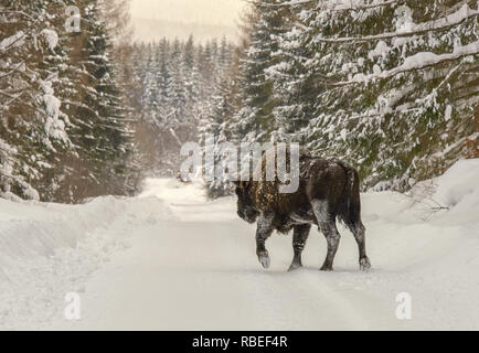 Eine große männliche Wisent (Bison bonasus) Kreuze durch die verschneite Straße, entfernt wird durch snowplugh in der backgroung gelöscht, Bieszczady-gebirge, Polen Stockfoto