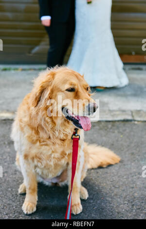 Golden Retriever stehend vor der Hochzeit Stockfoto