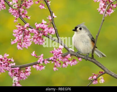 Eine getuftete Meise thront unter Redbud Blüten. Stockfoto