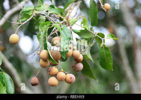 Gruppe von longans Hängen an seinen Baum in einem Garten. Stockfoto