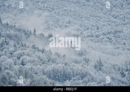 Eine schöne Bergwald mit Schnee bedeckt. Bieszczady-gebirge. Polen Stockfoto