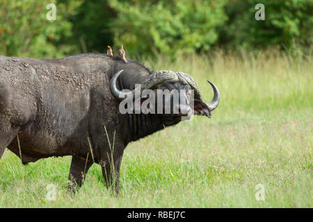 Büffel, Syncerus caffer Caffer und oxpeckers, Masai Mara, Kenia, Afrika Stockfoto