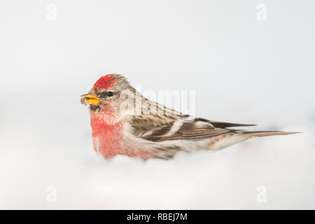 Redpoll auf dem Schnee, Acanthis flammea Stockfoto
