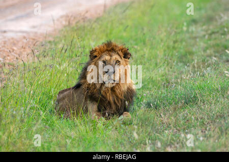 Männliche Löwe Panthera leo, Masai Mara, Kenia, Afrika Stockfoto