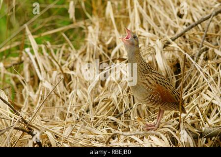 Mais Crakear, Crex crex Stockfoto