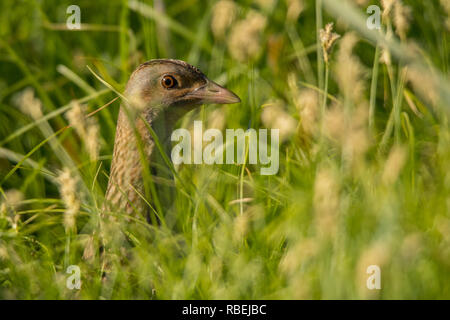 Mais Crakear, Crex crex Stockfoto