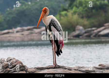 Malte Storch, Storch, Mycteria leucocephala Ranganathittu, Mysore, Karnataka, Indien Stockfoto