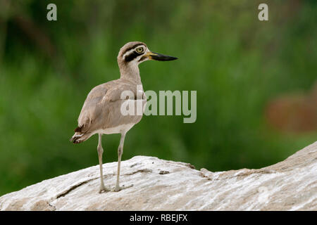 Großer Stein - curlew oder großen dicken Knie, Burhinus recurvirostris an Kaveri Fluss, Ranganathittu, Mysore, Karnataka, Indien Stockfoto