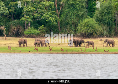 Elefanten am Ufer des Kabini River, Nagarhole, Karnataka, Indien Stockfoto