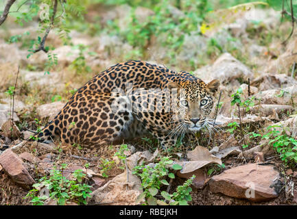 Leopard unter Tadoba Nationalpark, chandrapur Bezirk, Maharashtra, Indien Stockfoto