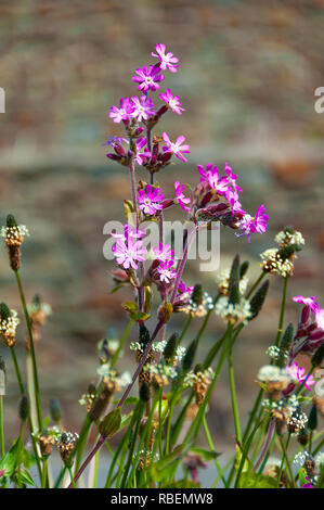 Red Campion und andere Wildblumen und Gräser in der Küstenregion um Croyde, Devon, England fotografiert. Stockfoto