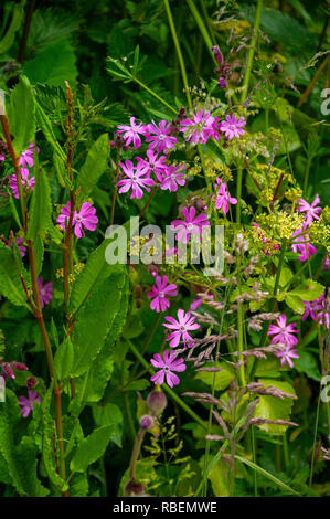 Red Campion und andere Wildblumen und Gräser in der Küstenregion um Croyde, Devon, England fotografiert. Stockfoto