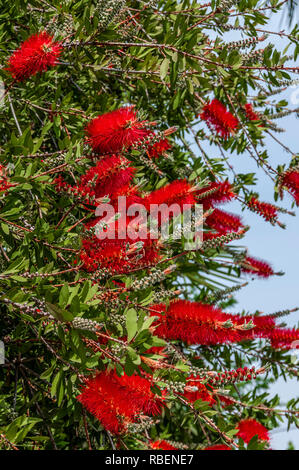 Callistemon oder Flaschenbürste mit seinen leuchtend roten Blüten auf dem Peloponnes, Griechenland fotografiert. Stockfoto