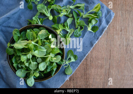 Feldsalat Pflanzen, Feldsalat (Valerianella locusta), Baldrian Salat auf Holz- rustikalen Hintergrund. Platz kopieren Stockfoto