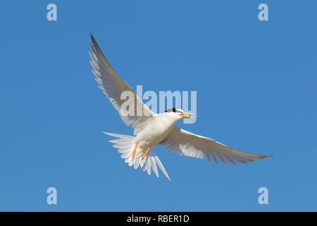 Gebänderte Zwergseeschwalbe (Sterna albifrons albifrons/Sternula) Aufruf im Flug gegen den blauen Himmel Stockfoto