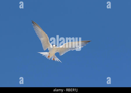 Gebänderte Zwergseeschwalbe (Sterna albifrons albifrons/Sternula) Aufruf im Flug gegen den blauen Himmel Stockfoto